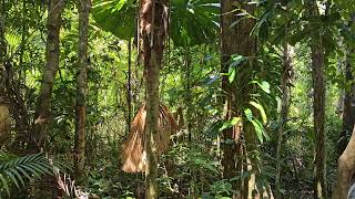 Australian Fan Palm Daintree Rainforest Queensland Australia [upl. by Eniamrahc]