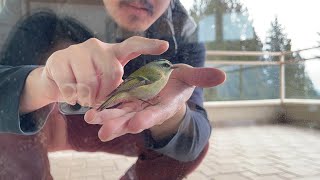 GoldenCrowned Kinglet Rescued but Would Rather Stay with Its Rescuer by Standing on His Hand [upl. by Ynove]