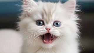 Female Kitten Sound  Kittens Meowing To Attract Cats  Baby Cat Sound Calling Mom [upl. by Devy]