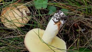 Tasty Bolete  Suillus granulatus Weeping Bolete [upl. by Hcirdeirf]