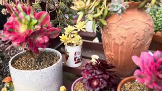 Spray insect repellent and fungal disease prevention for succulents during summer in Australia [upl. by Ameh161]