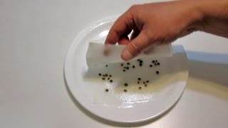 5 Ways to Cold Stratify Seeds  Plus Easy Seed Scarification Technique [upl. by Avlem]