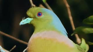 Yellowfooted GreenPigeon  Treron phoenicopterus [upl. by Fitton]