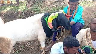 Episode 121  Amingad Ram Sheep Market Bagalkot Karnataka India Eid Market 1st June 2024 [upl. by Lai824]