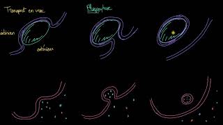 Endocytose phagocytose et pinocytose [upl. by Mcnutt]