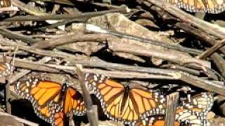 The sound of Monarch Butterflies [upl. by Aubrie]