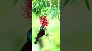 Birds and Bottlebrush Flowers [upl. by Nordna733]