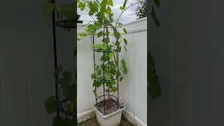 My seedless grape vine in container [upl. by Elleval]