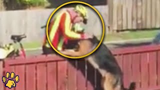 The Owner Videotaping His Dog What the Mailman Did to the Dog is Unbelievable [upl. by Gavra]