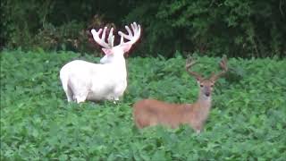 Incredibly Rare Sighting of Albino Whitetail Deer in White County Illinois [upl. by Ahsito]