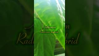 Dijual anthurium Radicans hybrid plants jakarta tanamanindoor anthurium anthuriumindonesia [upl. by Odel]