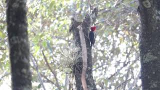 Picapaurei  Campephilus robustus  Robust Woodpecker [upl. by Bohlen214]