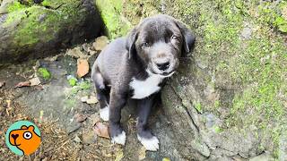 Woman Finds Puppy Growling On a River Bank And Has To Step In  Cuddle Buddies [upl. by Grory]