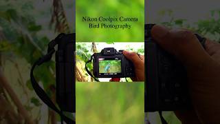 Nikon Coolpix Camera Bird Photography birds nikoncoolpix nikon nikonphotography nikoncamera [upl. by Philipson]