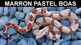 Why Marron is the Most Underrated Boa Morph [upl. by Inalial]