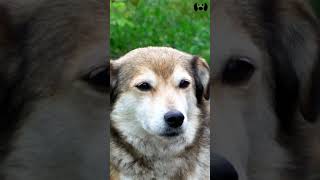 Sounds That Dogs Love dogs dogsounds sounds [upl. by Ainsworth844]