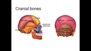 Axial Skeleton  Human Anatomy Quick Review Facts Examvillecom [upl. by Rexer]