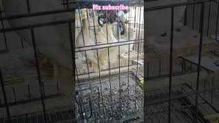 pigeon kabuttar para pets fantail paper gola fish aquarium and vlog viral trending knr [upl. by Nore]