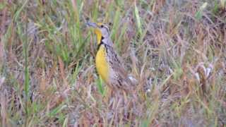 Eastern Meadowlark  Chirlobirlo  Sturnella magna  aves de bogota [upl. by Lander404]