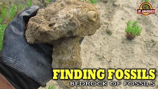 Finding Fossils  Bedrock of Fossils [upl. by Ahseniuq]