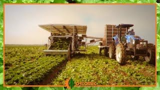 Ortomec 9700  Selfpropelled harvester for head lettuces like Romaine [upl. by Lizabeth488]