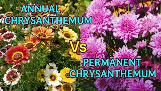 ANNUAL CHRYSANTHEMUM Vs PERENNIAL CHRYSANTHEMUM [upl. by Natiha481]