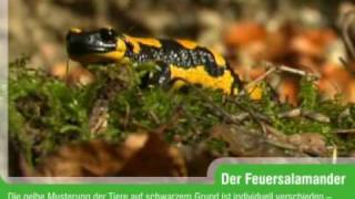 Der Feuersalamander Salamandra salamandra [upl. by Eizeerb]