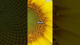 MindBlowing Math Patterns in Nature Fibonacci Golden Ratio amp More [upl. by Bilow]