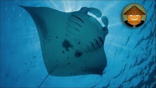 Qué Pasa con las Mantarrayas l Mini Documental [upl. by Llenahc450]