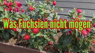 Was Fuchsien nicht mögen Diese Pflegefehler sollte man bei der Fuchsia unbedingt vermeiden [upl. by Yaj]