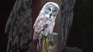 GREAT GREY OWL [upl. by Avin]