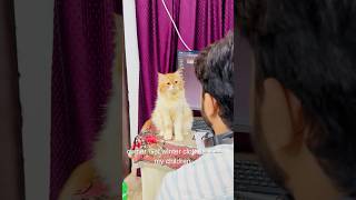 Billu ki acting😳catcomedy viralcat catvideo sajidcat catlover cat billucat funny [upl. by Atalie693]