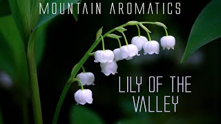 Lily of The Valley  Creating Perfume at Home  Floral Aroma [upl. by Eidde]