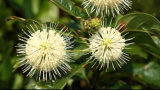 Bumblee Forages on Buttonbush [upl. by Marabel]