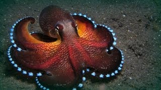 The Maldives octopuses [upl. by Ewan]