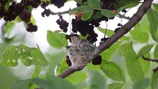 Rubythroated Hummingbird 0629 [upl. by Dobrinsky689]