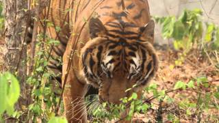 Tiger Temple Thailand  Han jr [upl. by Winny793]