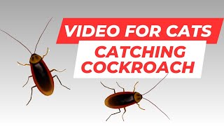 Realistic Cockroaches on Screen Your Cats Favorite Game [upl. by Ahsienal]