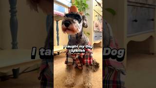 I taught my dog Spanish Funny bilingual minischnauzer [upl. by Nyad]