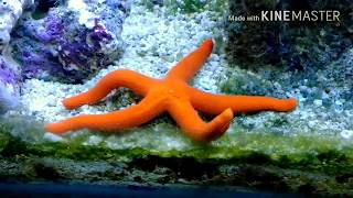 ❤️🌟Linckia Starfish  3 month UPDATE amp FEEDING😁😁 [upl. by Nedap]