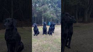 Steady Labrador Retrievers picking up on a Driven Shoot Gundog [upl. by Ardnovahs]