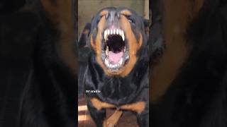 Angry puppy barking sound angrypuppy dogsound angrypets pets angrydog barkingsound angry [upl. by Elehcim]