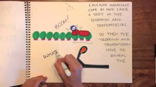 The Sliding Filament Theory  Diana Banks [upl. by Drusy]