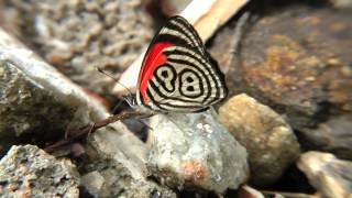 Diaethria neglecta Diaethria clymena butterfly venezuela [upl. by Aeynod]