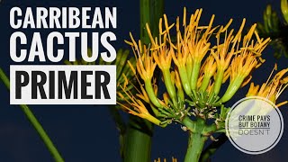 Carribean Cactus Primer  Urology Update [upl. by Aryc]