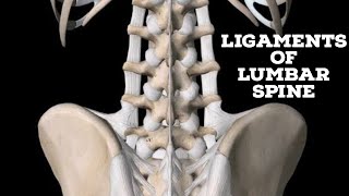 Ligaments of lumbar spine [upl. by Shelba478]