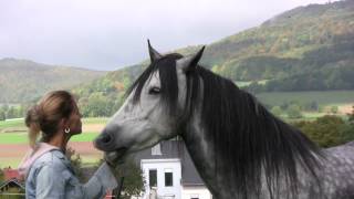 Wenn Pferde flüstern Lene Husch und ihre Pferde When Horses Whisper [upl. by Menendez]