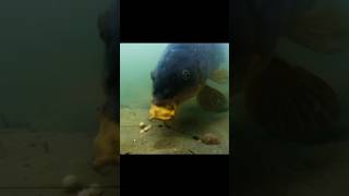 How to water fishingfishing fish ikan satisfying carpfishing short video [upl. by Cyrille]