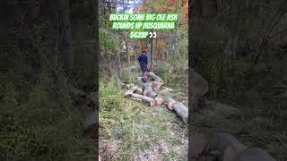 Buckin some big ole ash rounds up Husqvarna 562xp 👀youtubeshorts youtube trending viralvideo [upl. by Alamac]