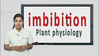 Imbibition explained in a simple manner with a example NEET Botany XI Plant physiology [upl. by Anileh897]